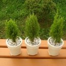 원예심리상담사 이미지