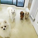 더도그맨션 이미지