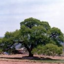 버드나무주유소 이미지