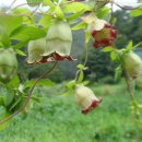 컨 하우스 이미지