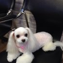 리즈애견미용 이미지