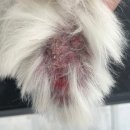 올리라피 이미지