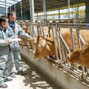 우량한우 이미지