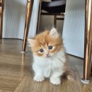 수원고양이분양 고사남 본점 | 수원 고사남 고양이 나폴레옹 먼치킨 분양 3개월 리뷰