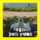 '루플리 강아지산책매트' 강아지 여름산책 피크닉 필수템 논슬립 방수 휴대용 강아지방석 추천!