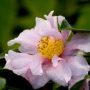 동백4로 이미지