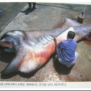 장소미정 Daum카페