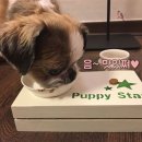 반려식탁 이미지