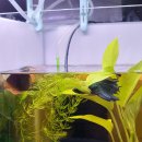 봉산약국 | 베타 복수병 / 메디피쉬 방문 후기 - 붕어마름 구입