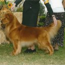 BOSS켄넬 이미지