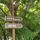 송정메타세콰이어길 이미지