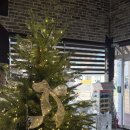 벨라쿠치나 이미지