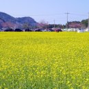 맹방유채꽃마을 네이버블로그