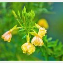 꽃들의 미소 이미지