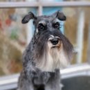 달이네애견미용실 이미지