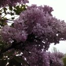 수수꽃다리 이미지