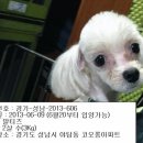 펫토피아 동물병원 이미지