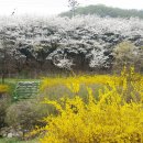 인천대공원 봄꽃소식 이미지