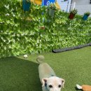 똘이랑쩡아 애견미용 이미지