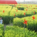 보리광장 이미지