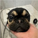 부산애견호텔 댕스스쿨 이미지