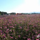 양주시, 천일홍 축제 전시 꽃 판매… 핑크뮬리·가우라… 한묶음 1천원 이미지