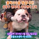 강아지를찾습니다/불독을찾습니다/서울시 중랑구 면목5동 주민센터 근처 이미지