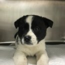 홍익동물병원 이미지