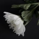 2025 해돋이 행사 이미지