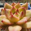 햇살다육꽃사랑 이미지