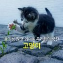 가원펫