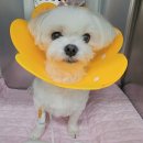 P&P 소프트 | 강아지 스케일링 전 후 사진 후기, 입냄새 제거 [분당 판교 동물병원]P&amp;P