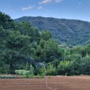 진도군농기계임대사업소 | 서리태 콩선별하기 집에서 이제 그만 옥천 농기계 임대 사업소에서 콩 선별기로 간단히 해결하기