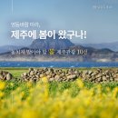 제주와봄 이미지