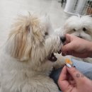 명랑견생 이미지