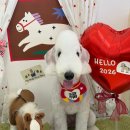 알로하펫 이미지