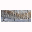 원대리 자작나무숲 이미지