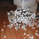 고양이의 하루 이미지