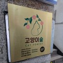 고양이숲 | [안산] 고양이숲 내돈내산 후기