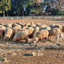 동선2목장 이미지