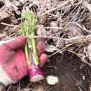 철만농장 이미지