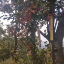[국도29] 서산시 일람리