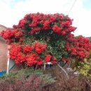 장부다리주유소 이미지