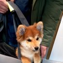 호텔스컴도그 화명점 이미지