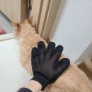 빗질해줄개 이미지