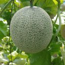 진안-진안-비상-16 이미지