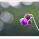 가장자리 이미지