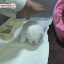 아니.. 음식물 쓰레기통에서 강아지 우는 소리가 나는거에요;;;.gif 이미지