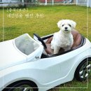 개이쁘개 이미지