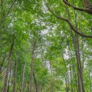 계룡숲작은도서관 이미지